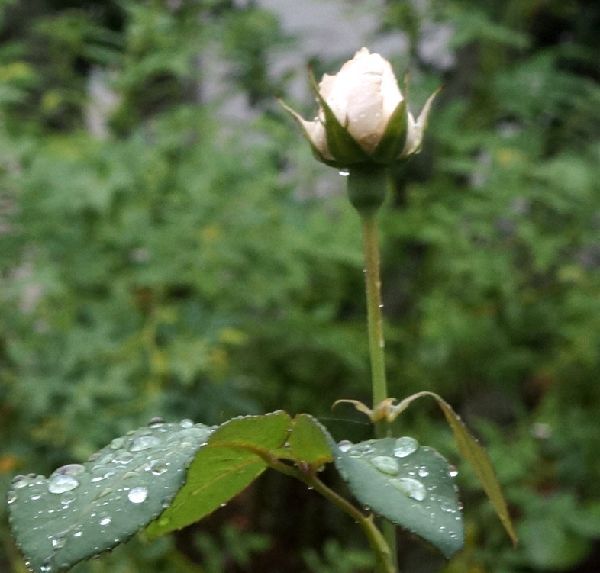 今日の庭から～雨に咲く