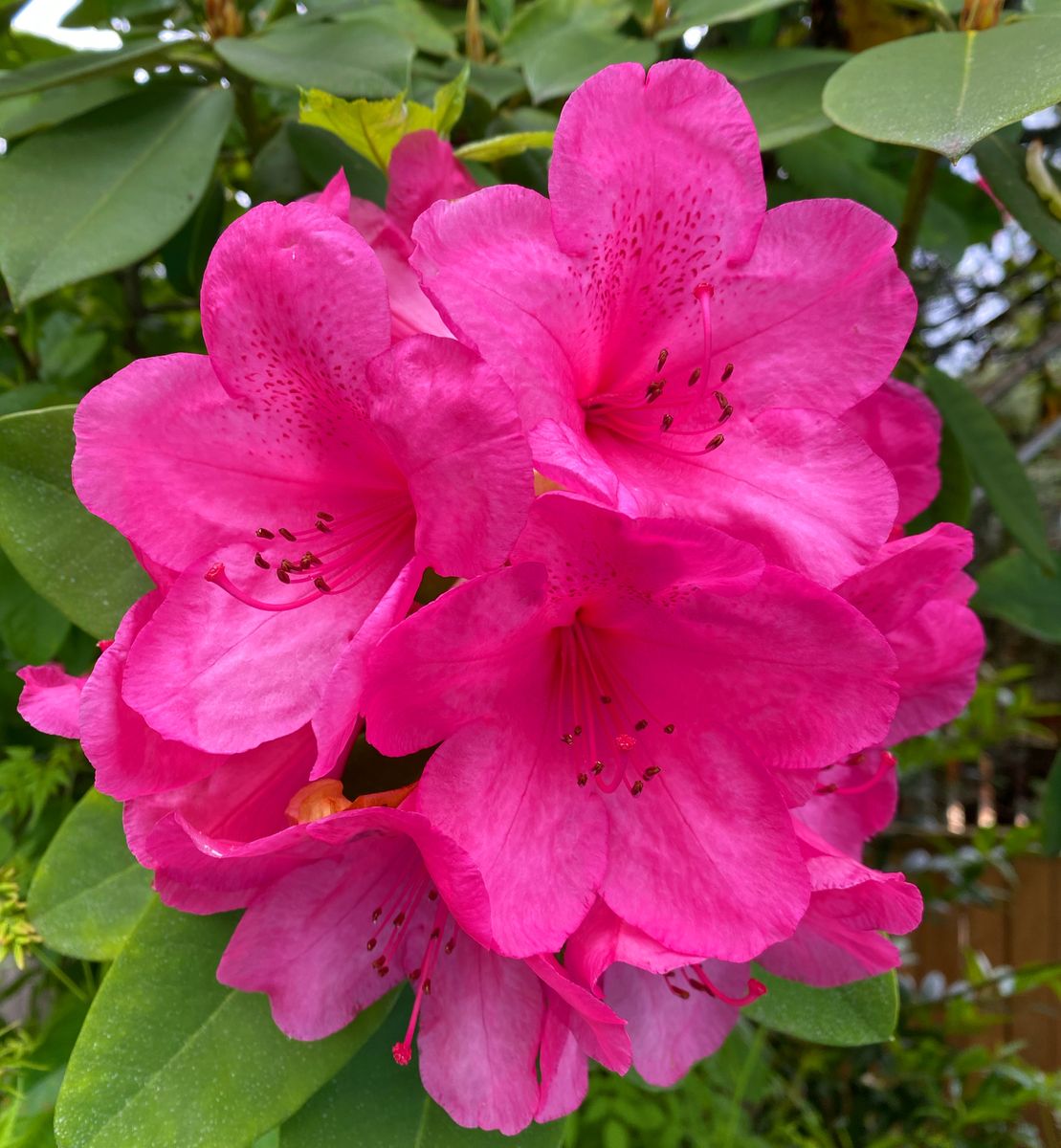 石楠花が満開