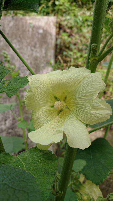 タチアオイ開花～😆