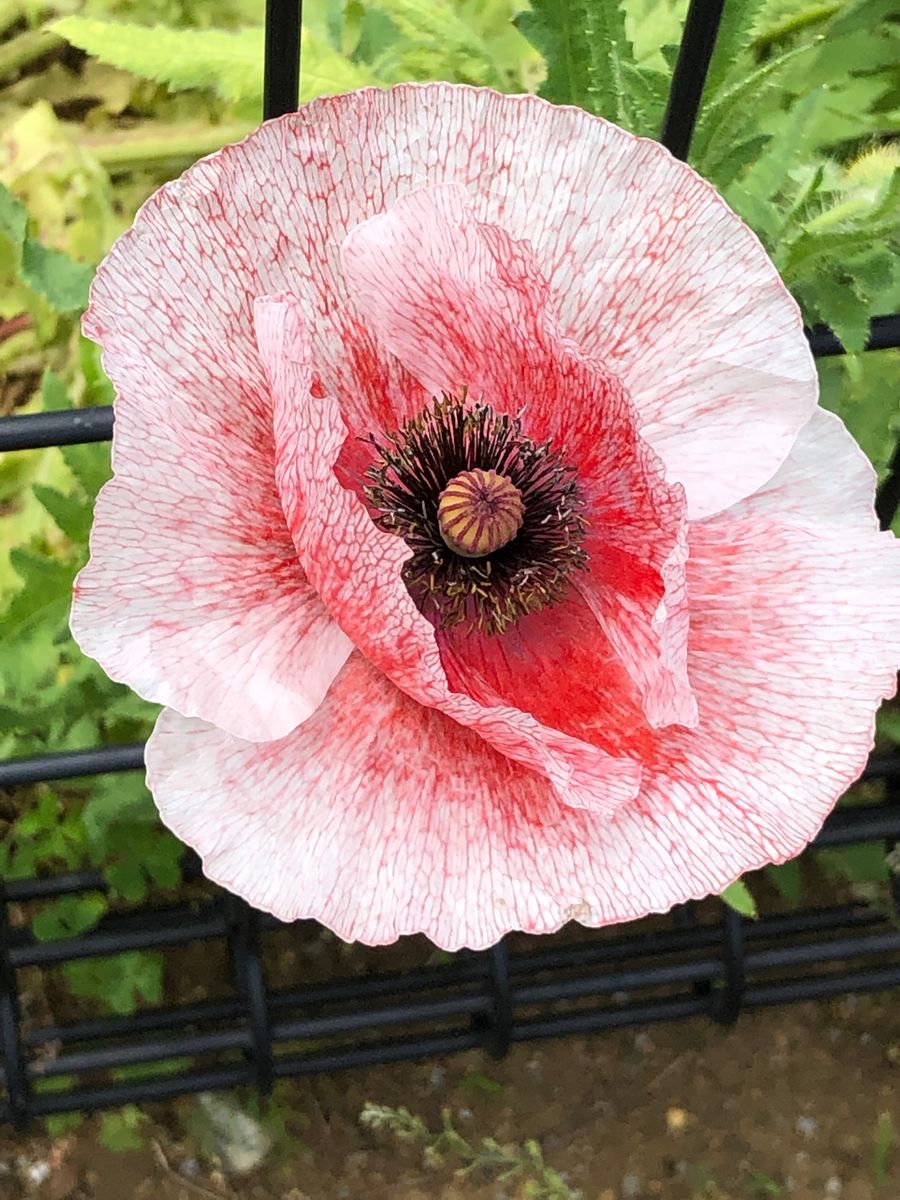 フルール公園はポピー畑でした。