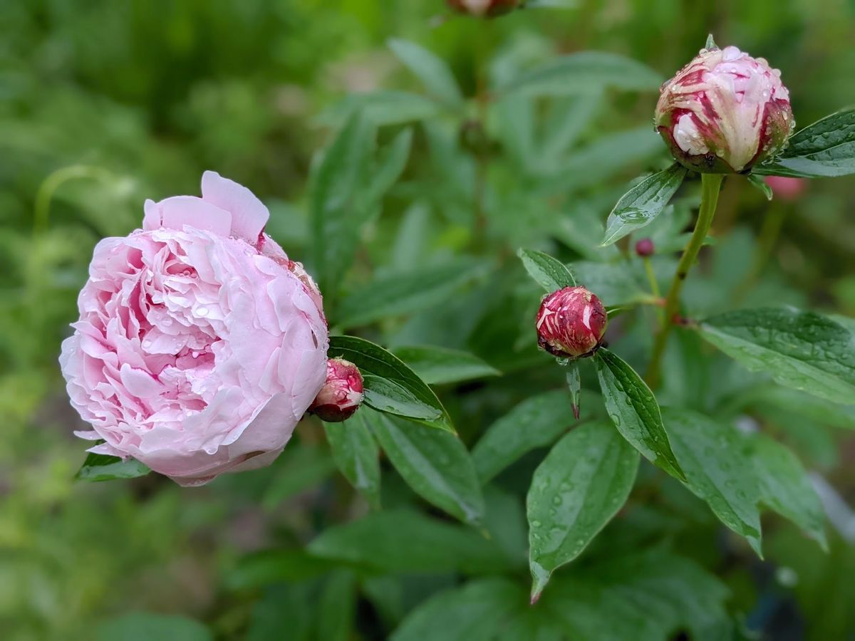 芍薬カワイイです。いちごみるく色