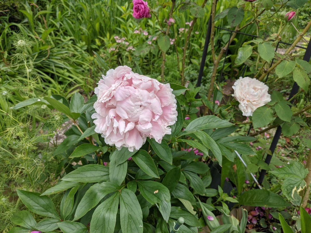 芍薬カワイイです。いちごみるく色