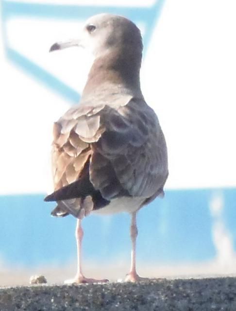 港へ野鳥観察