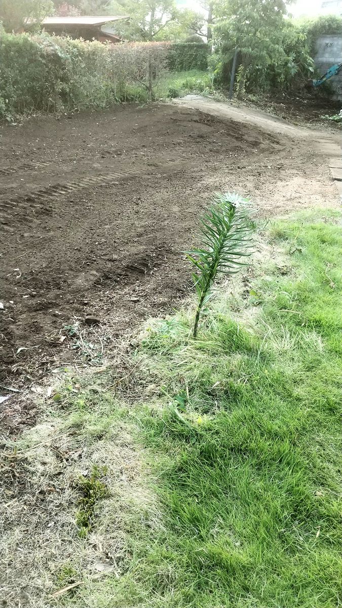 ズボラさんの日常…植木達の受難🥺🥺🥺🥺🥺