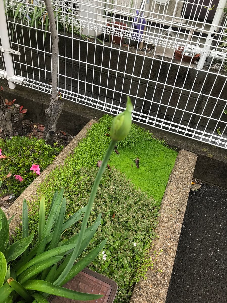 雨上がりの住人たち