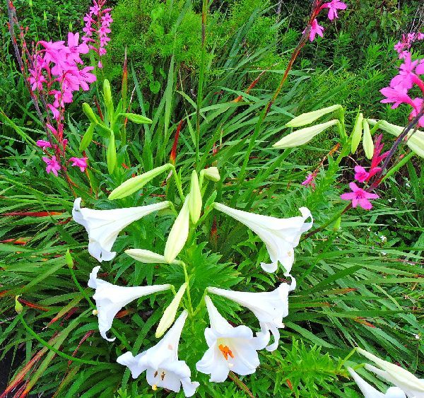 散歩道の花～ユリとワトソニア