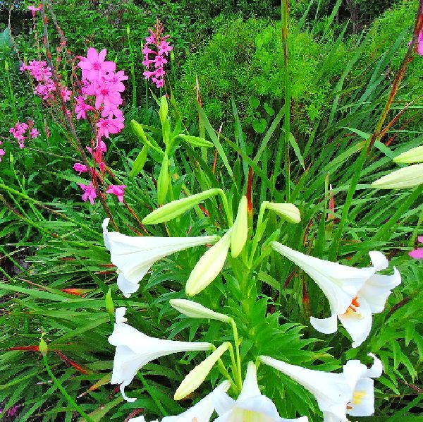 散歩道の花～ユリとワトソニア