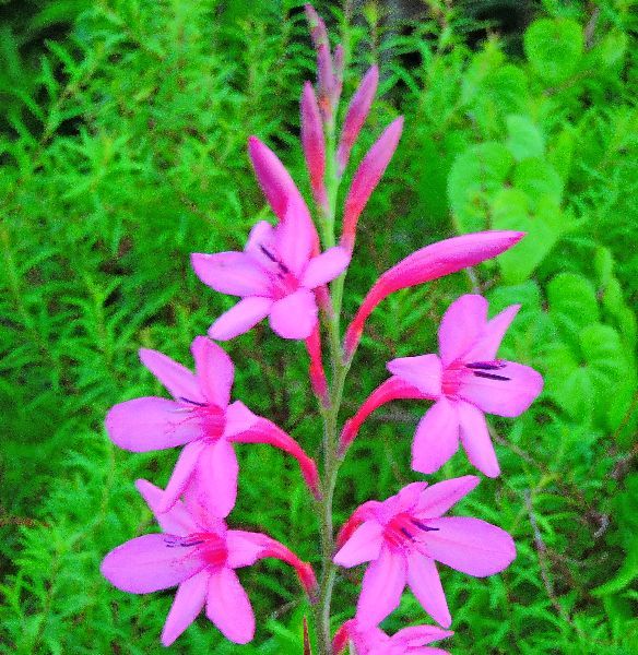 散歩道の花～ユリとワトソニア