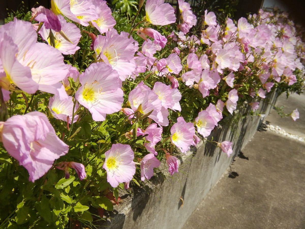 みんな満開🌸