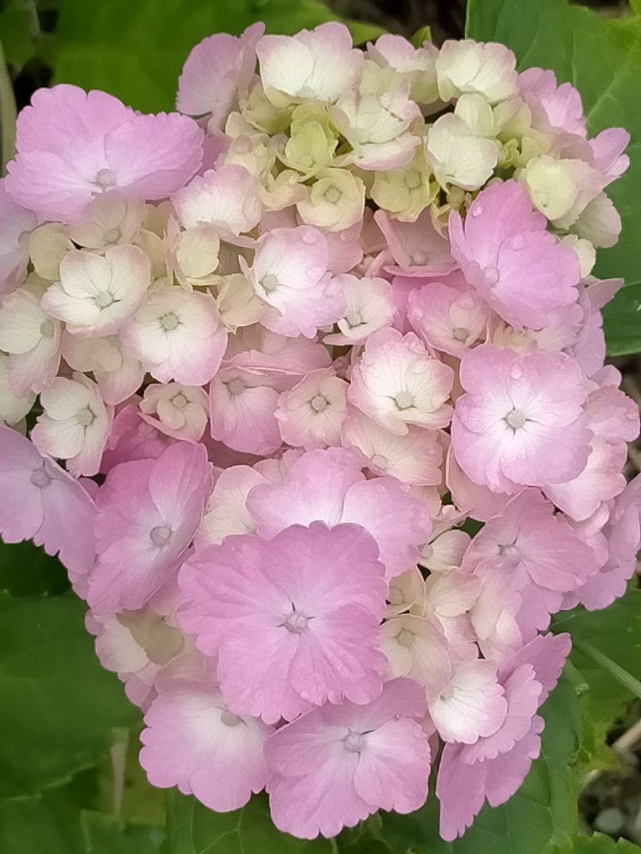 畑の紫陽花♪～