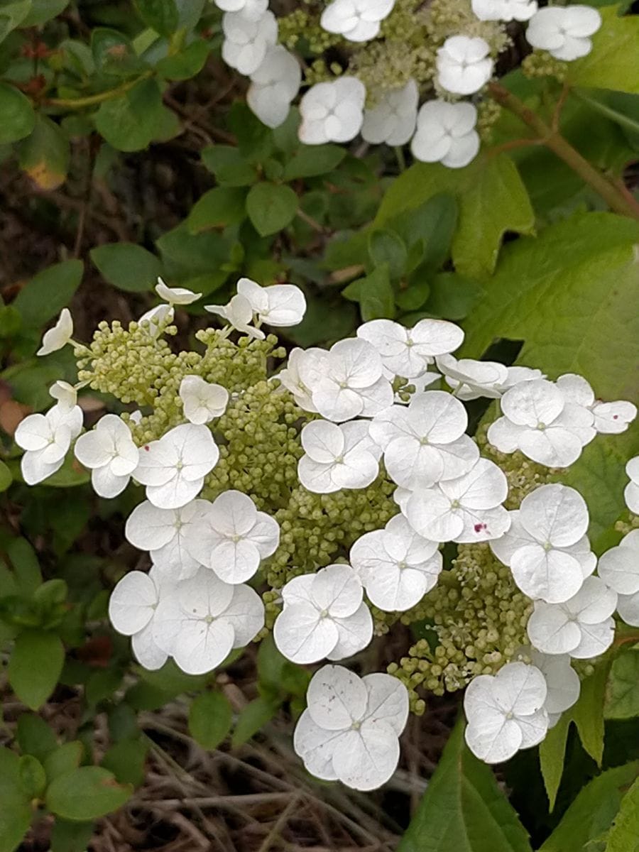 畑の紫陽花♪～