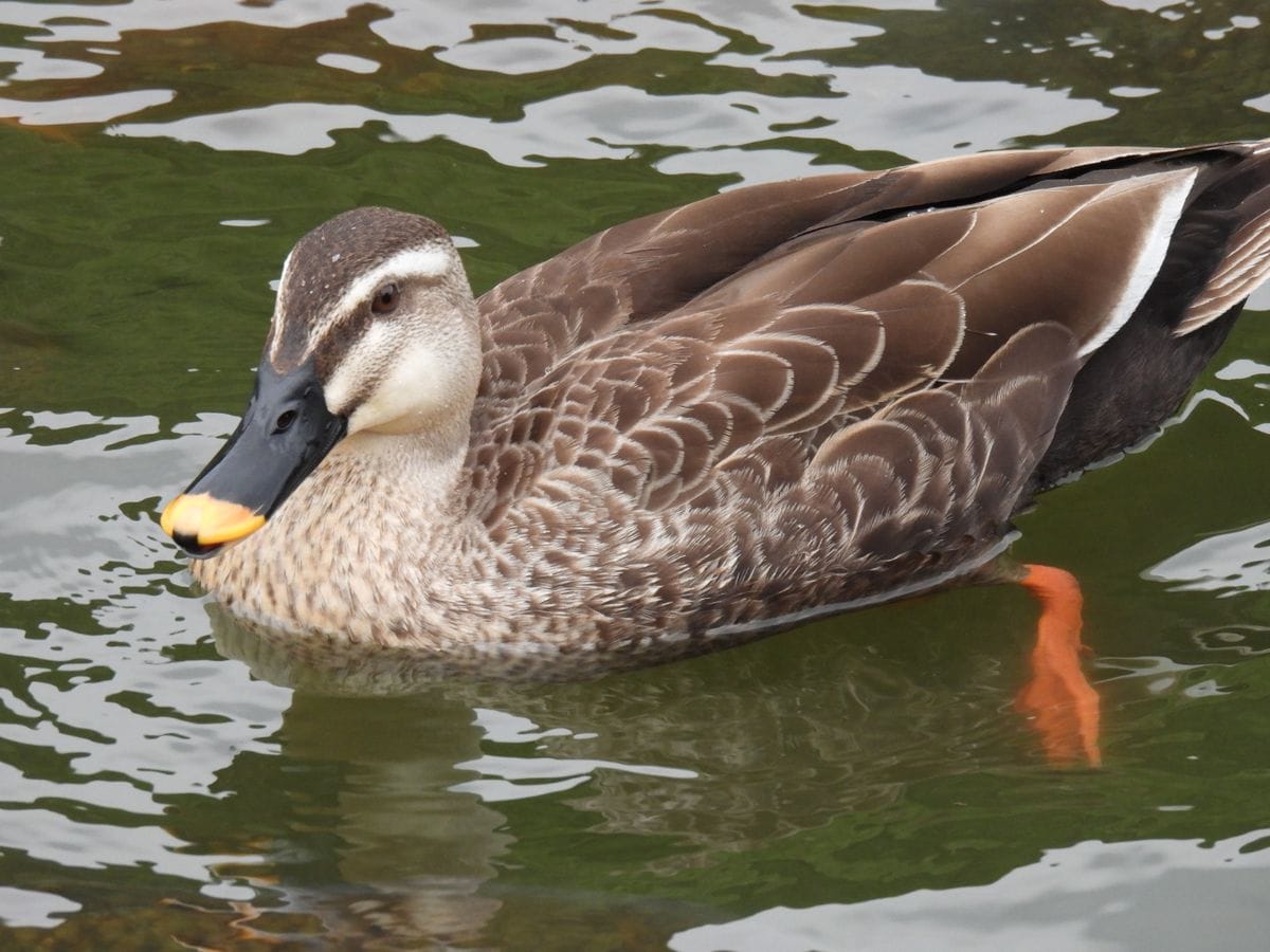 市民公園②