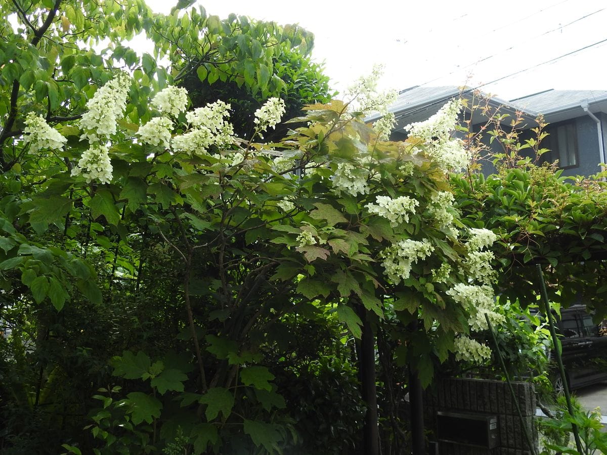 こっとの庭（紫陽花）