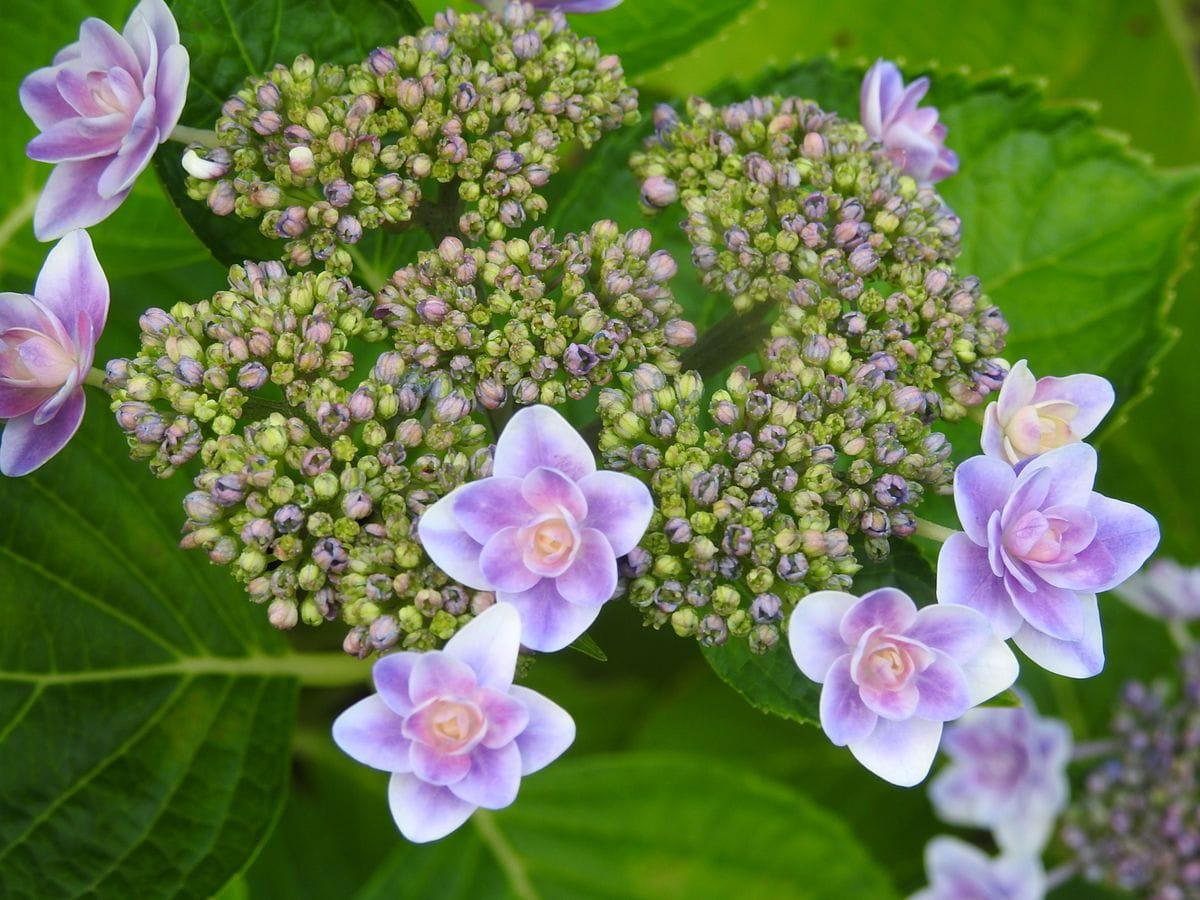 こっとの庭（紫陽花）