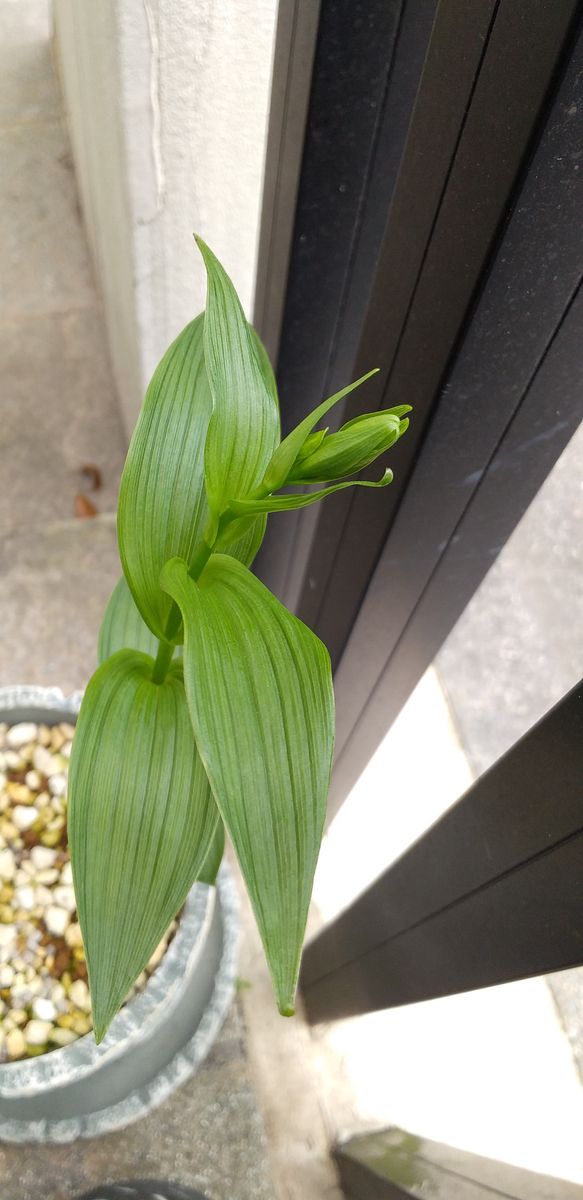 カキランの蕾？