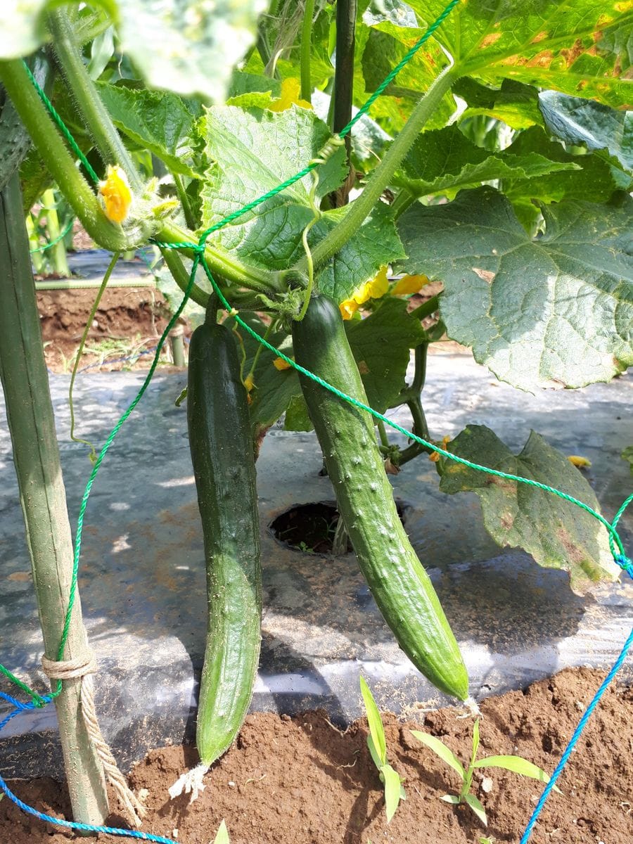 今日の菜園：初収穫の野菜たち