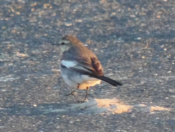 ウォーキングで出会った野鳥たち