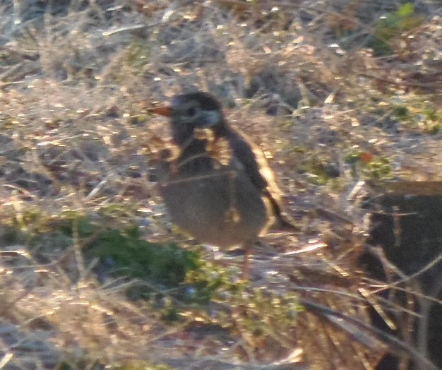 ウォーキングで出会った野鳥たち