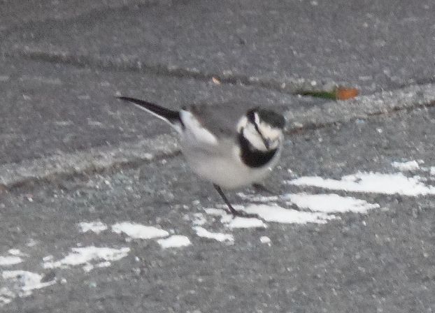 ウォーキングで出会った野鳥たち