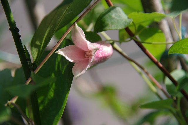 お花が咲いたよ