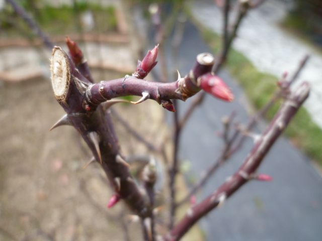 薔薇の芽、膨らむ