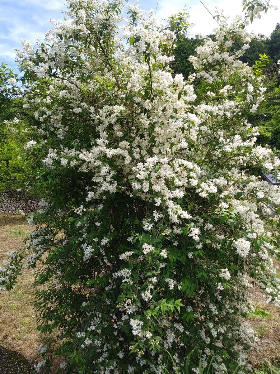 おっさんと娘の家の花木