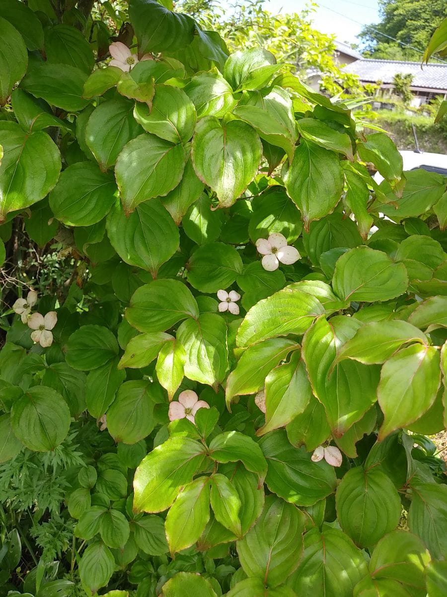 おっさんと娘の家の花木