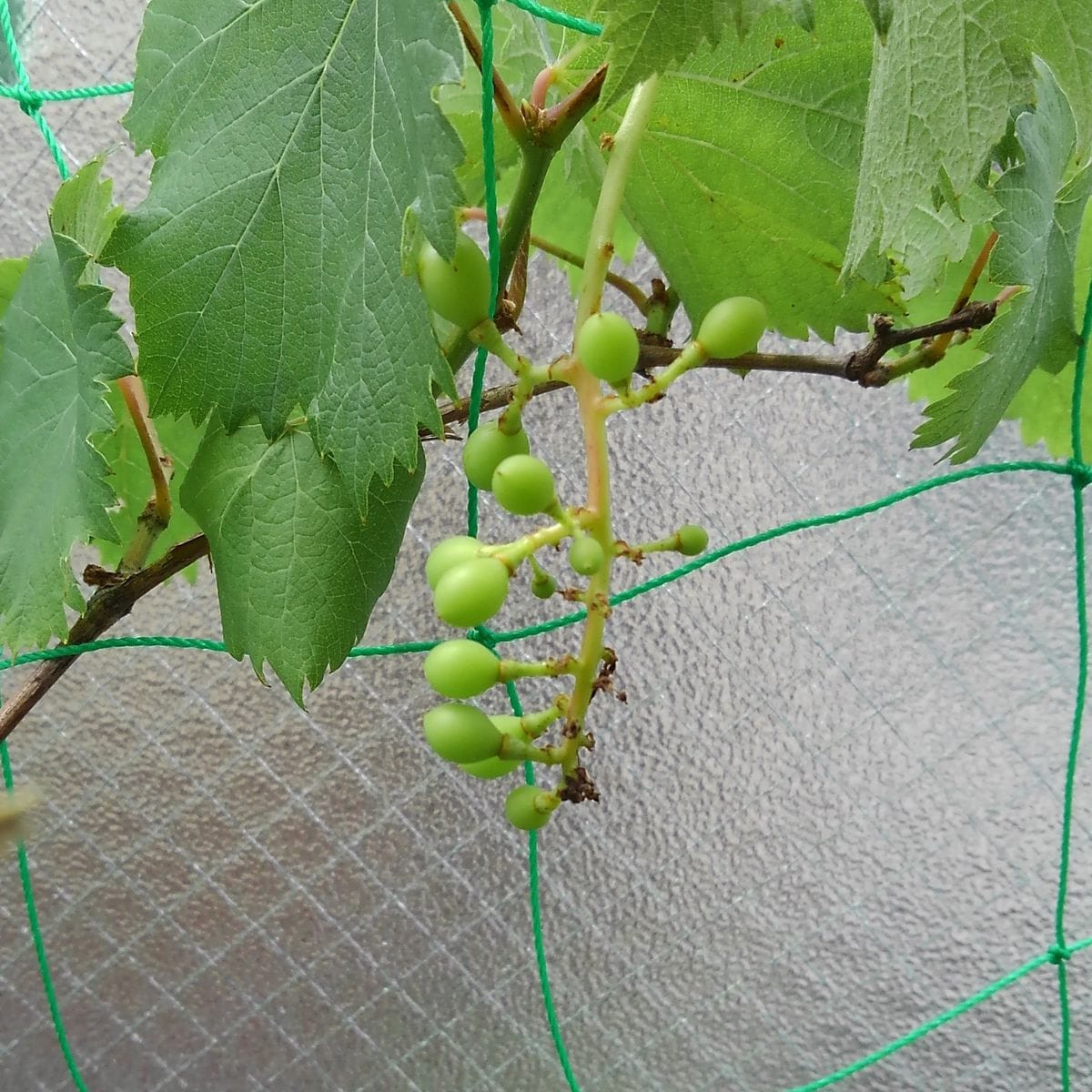 植物が見せるもの