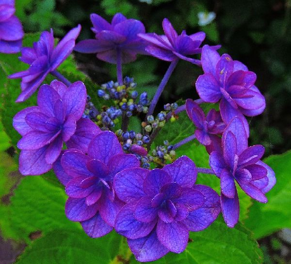 散歩道の花～アジサイ