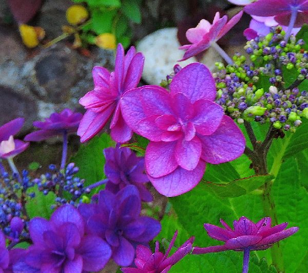 散歩道の花～アジサイ