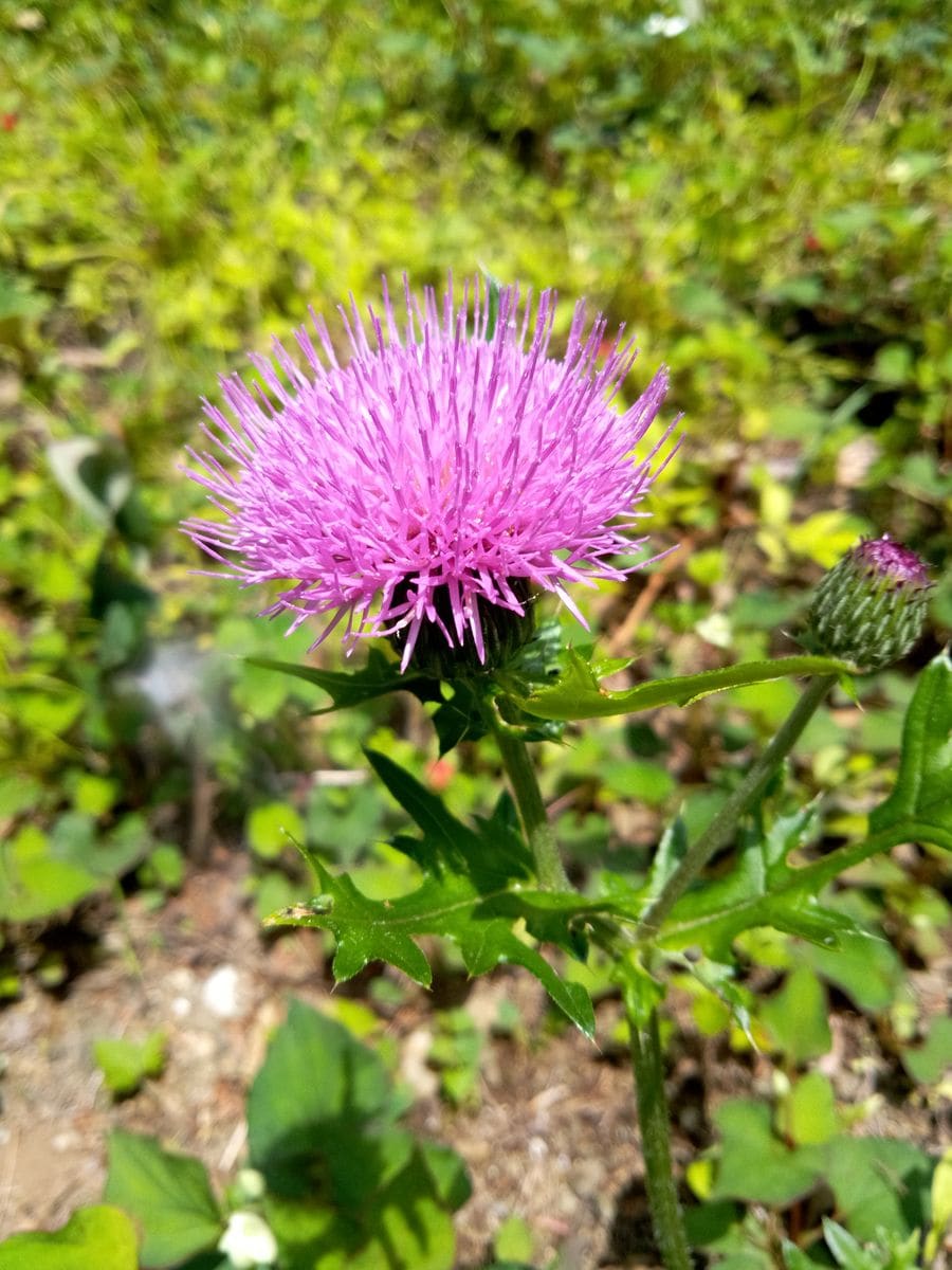 野の花たち