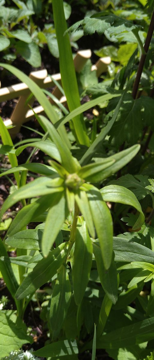 アブラムシにモテモテの種蒔きの矢車菊