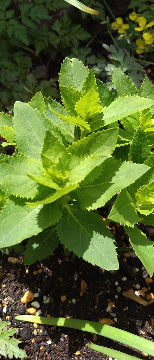 アブラムシにモテモテの種蒔きの矢車菊