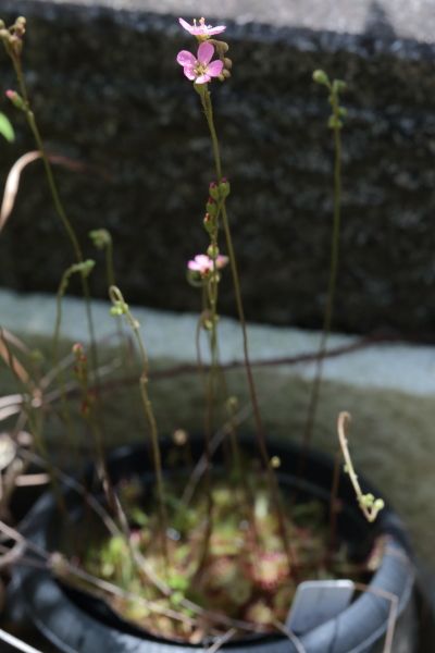 モウセンゴケに花が咲いたよ