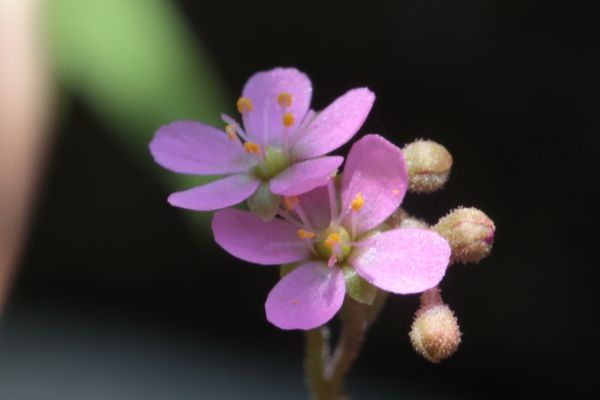 モウセンゴケに花が咲いたよ