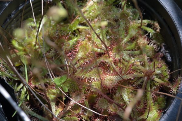 モウセンゴケに花が咲いたよ