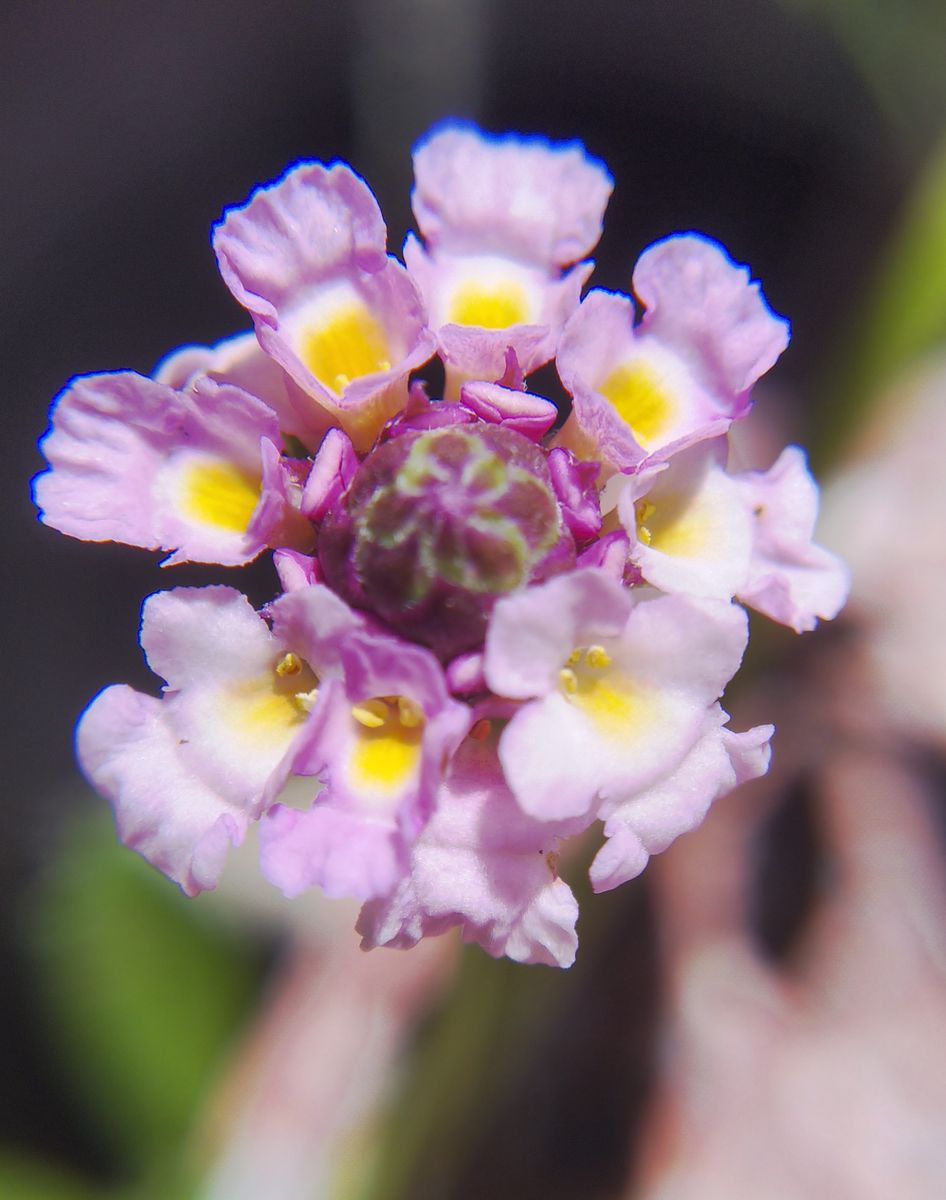 5月31日   ニョッキリ爪蓮華