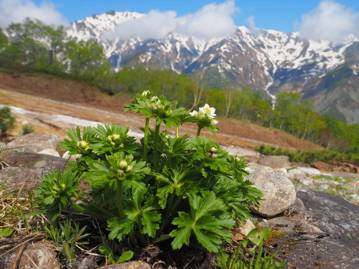 【白馬五竜高山植物園】早期週末限定開園まであと5日