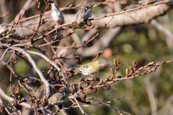 お散歩カメラ－鳥たちのディナー?