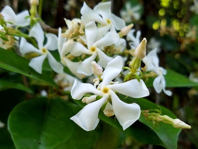 里山の花