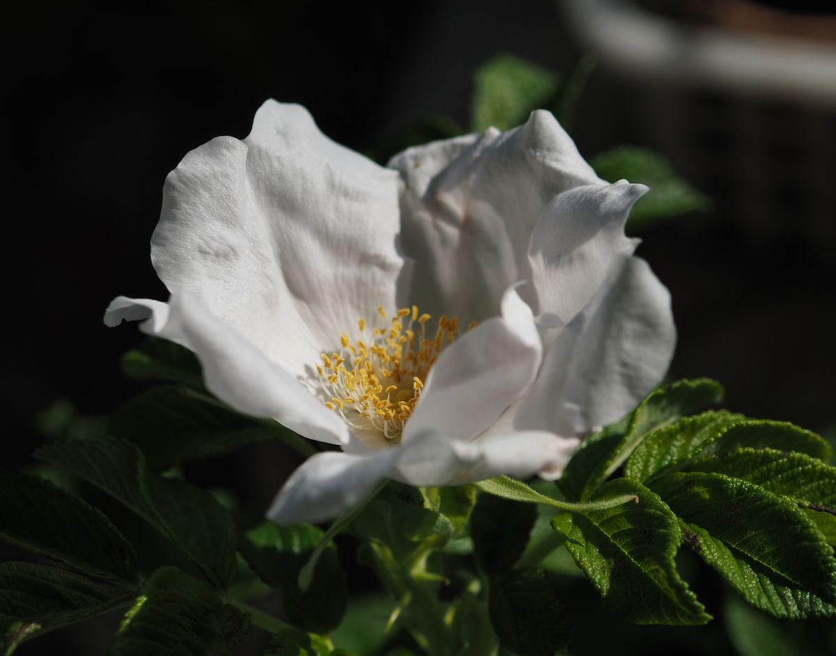 白ハマナスの開花