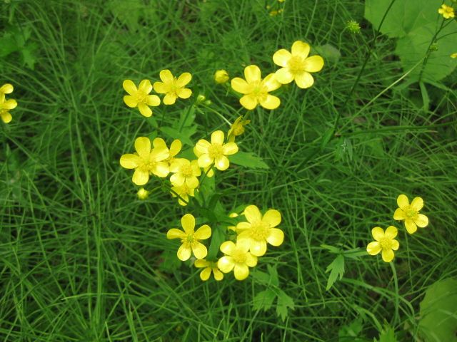 見なくなる野草たち