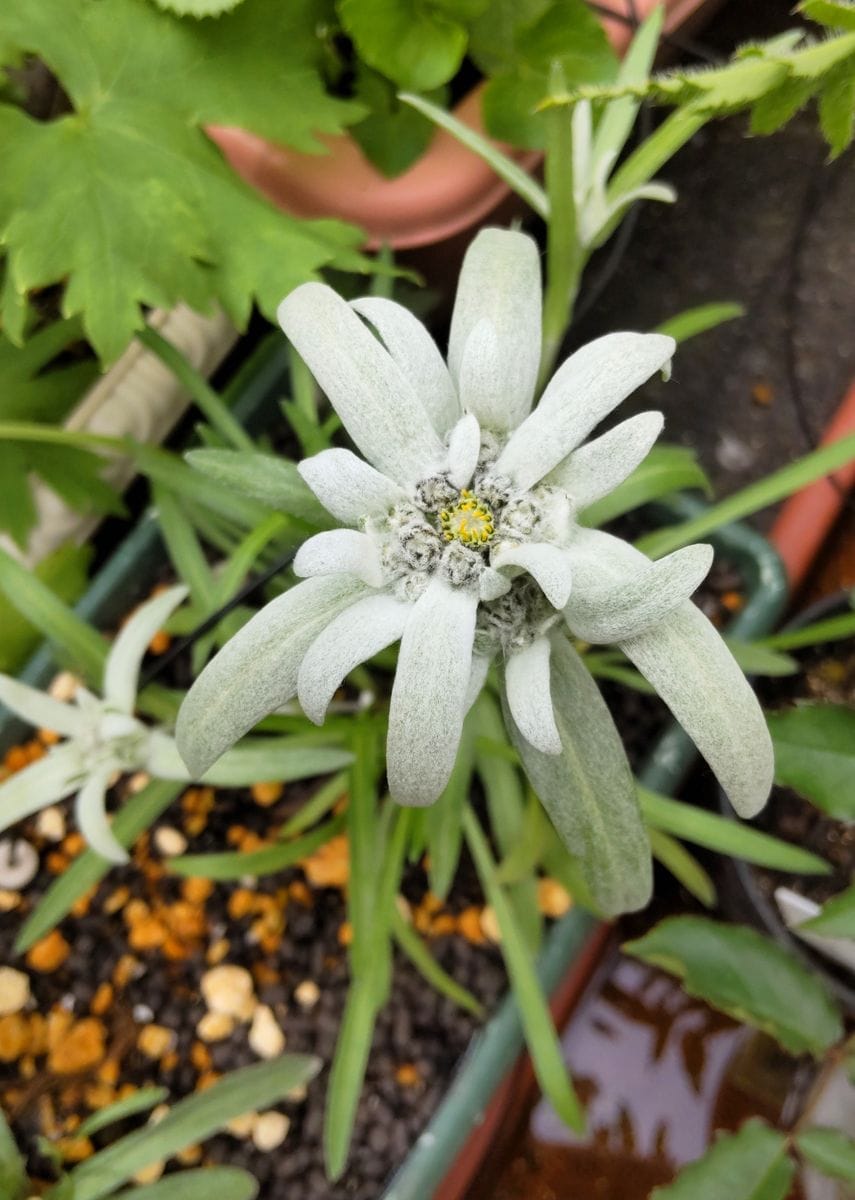 エーデルワイスの花