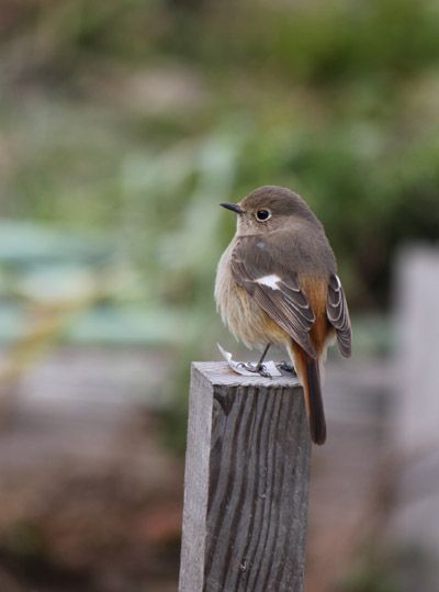 メスのジョウビタキ