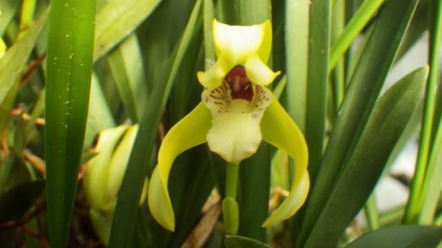 Maxillaria porphyrostele