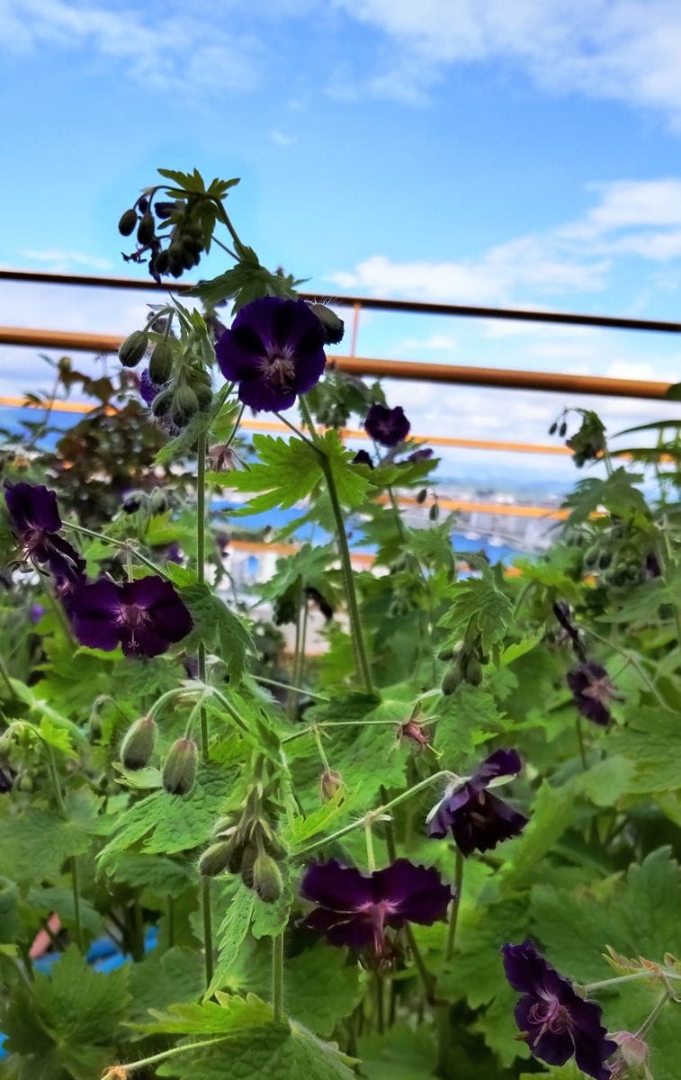 青空のベランダの花💠