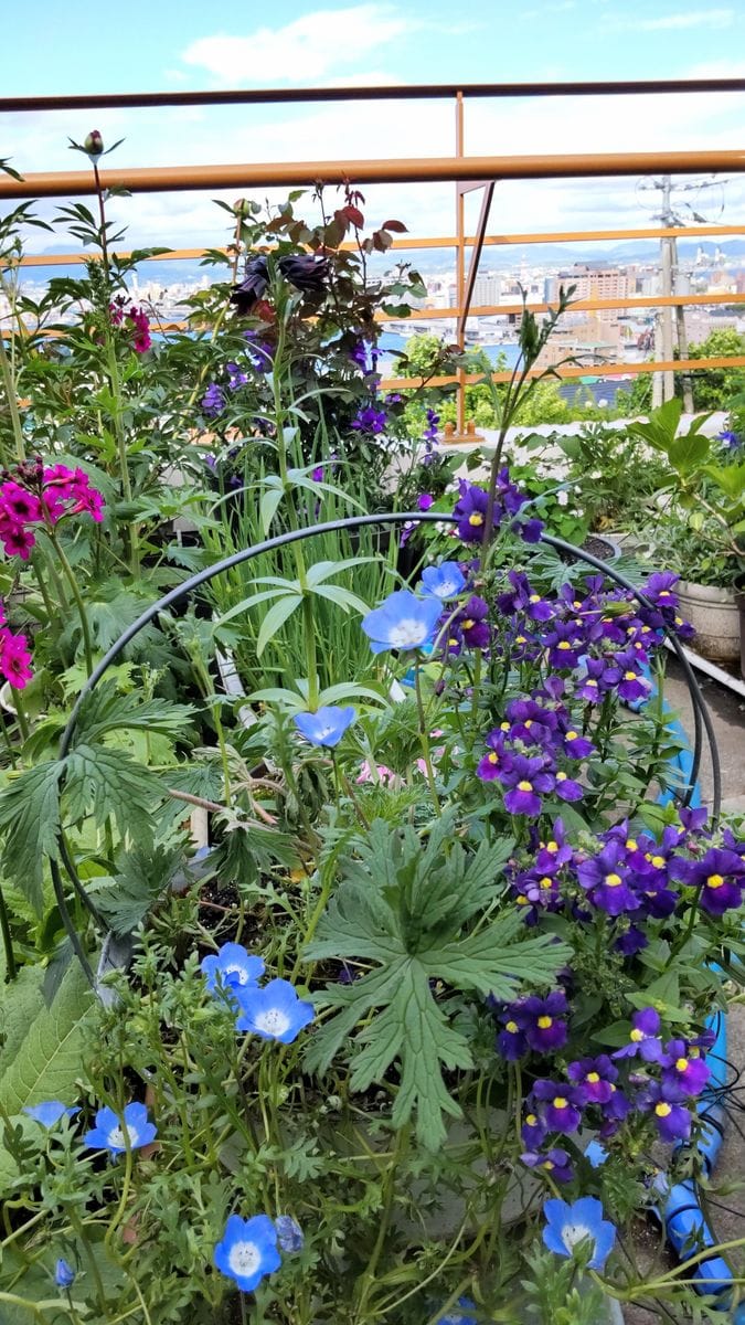 青空のベランダの花💠