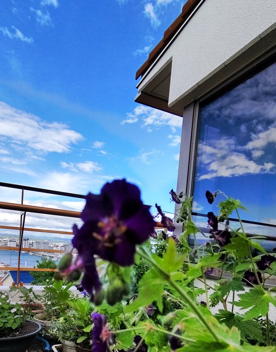青空のベランダの花💠