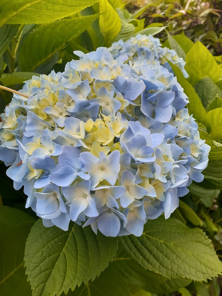 💠心を癒すブルーの紫陽花💠