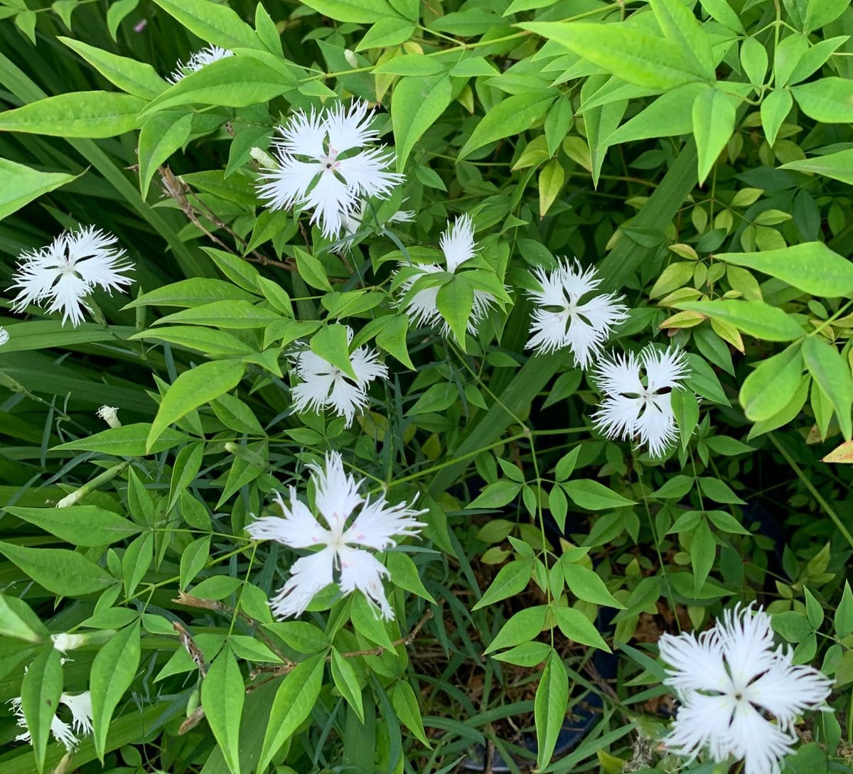 今日の花